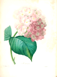 Hydrangea macrophylla [as Hydrangea hortensia]. Choix des plus belles fleurs -et des plus beaux fruits par P.J. Redouté. (1833)