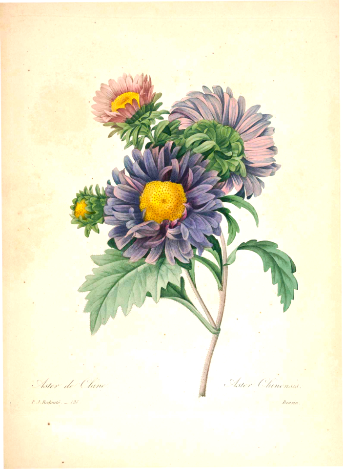 Chinese aster. Calistephus chinensis [as Aster chinensis]. Choix des plus belles fleurs -et des plus beaux fruits par P.J. Redouté. (1833)