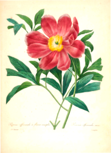 Common Peony. Paeonia officinalis. Choix des plus belles fleurs -et des plus beaux fruits par P.J. Redouté. (1833)