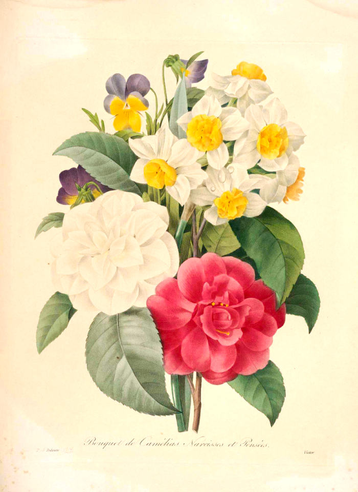 Camellias, Narcissus, and pansies. Choix des plus belles fleurs -et des plus beaux fruits par P.J. Redouté. (1833)