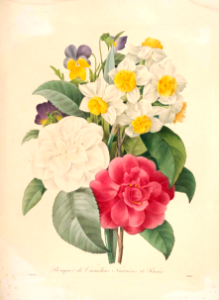 Camellias, Narcissus, and pansies. Choix des plus belles fleurs -et des plus beaux fruits par P.J. Redouté. (1833)