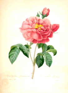 Rosa gallica. Choix des plus belles fleurs -et des plus beaux fruits par P.J. Redouté. (1833). Free illustration for personal and commercial use.