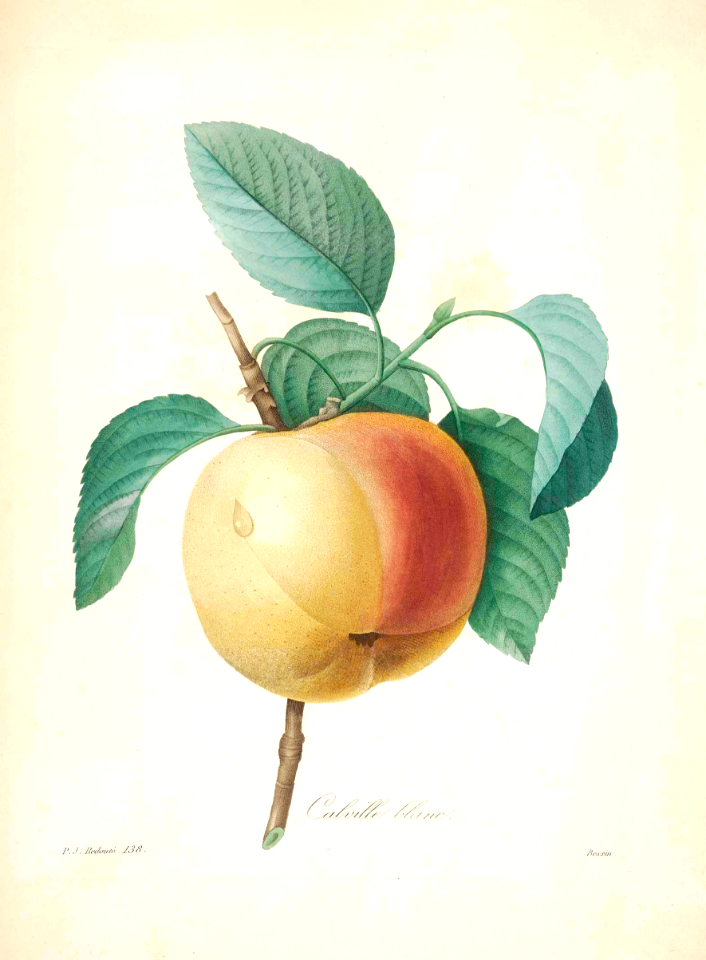 Apple Calville blanc. Malus pumila. Choix des plus belles fleurs -et des plus beaux fruits par P.J. Redouté. (1833)