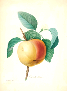 Apple Calville blanc. Malus pumila. Choix des plus belles fleurs -et des plus beaux fruits par P.J. Redouté. (1833)