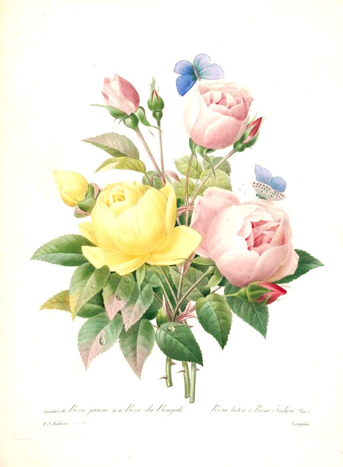 Rose bouquet. Choix des plus belles fleurs -et des plus beaux fruits par P.J. Redouté. (1833)
