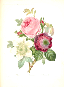 Rose, Anemone, and Clematis. Choix des plus belles fleurs -et des plus beaux fruits par P.J. Redouté. (1833). Free illustration for personal and commercial use.