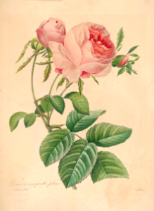 Cabbage rose. Rosa centifolia. Choix des plus belles fleurs -et des plus beaux fruits par P.J. Redouté. (1833)
