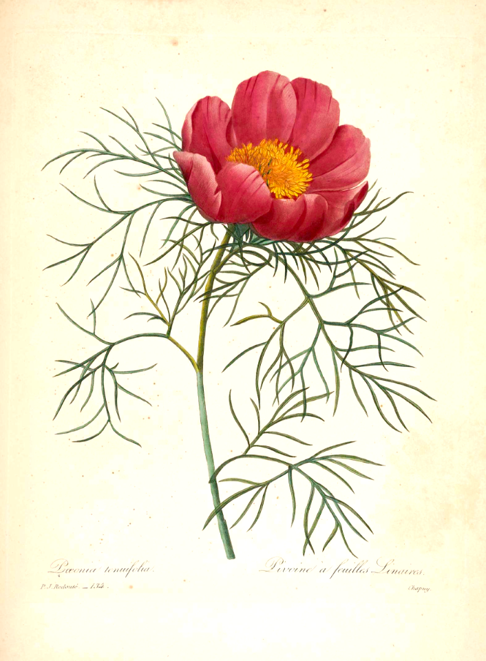 Fernleaf peony.  Paeonia tenuifolia. Choix des plus belles fleurs -et des plus beaux fruits par P.J. Redouté. (1833)