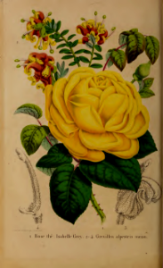 Rosa 'Isabelle Grey.' and Grevillea alpina [as Grevillea alpestris]. La Belgique horticole, journal des jardins et des vergers, v.8 (1858)