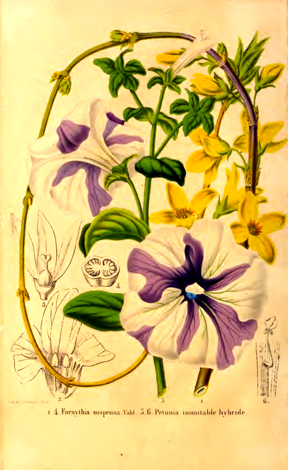 Petunia inimitable hybrid and Forsythia suspensa. La Belgique horticole, journal des jardins et des vergers, vol.8 (1858)
