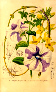 Petunia inimitable hybrid and Forsythia suspensa. La Belgique horticole, journal des jardins et des vergers, vol.8 (1858). Free illustration for personal and commercial use.
