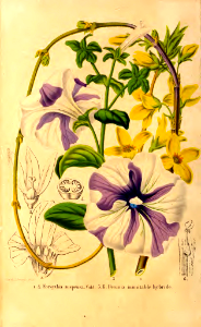 Petunia inimitable hybrid and Forsythia suspensa. La Belgique horticole, journal des jardins et des vergers, vol.8 (1858)