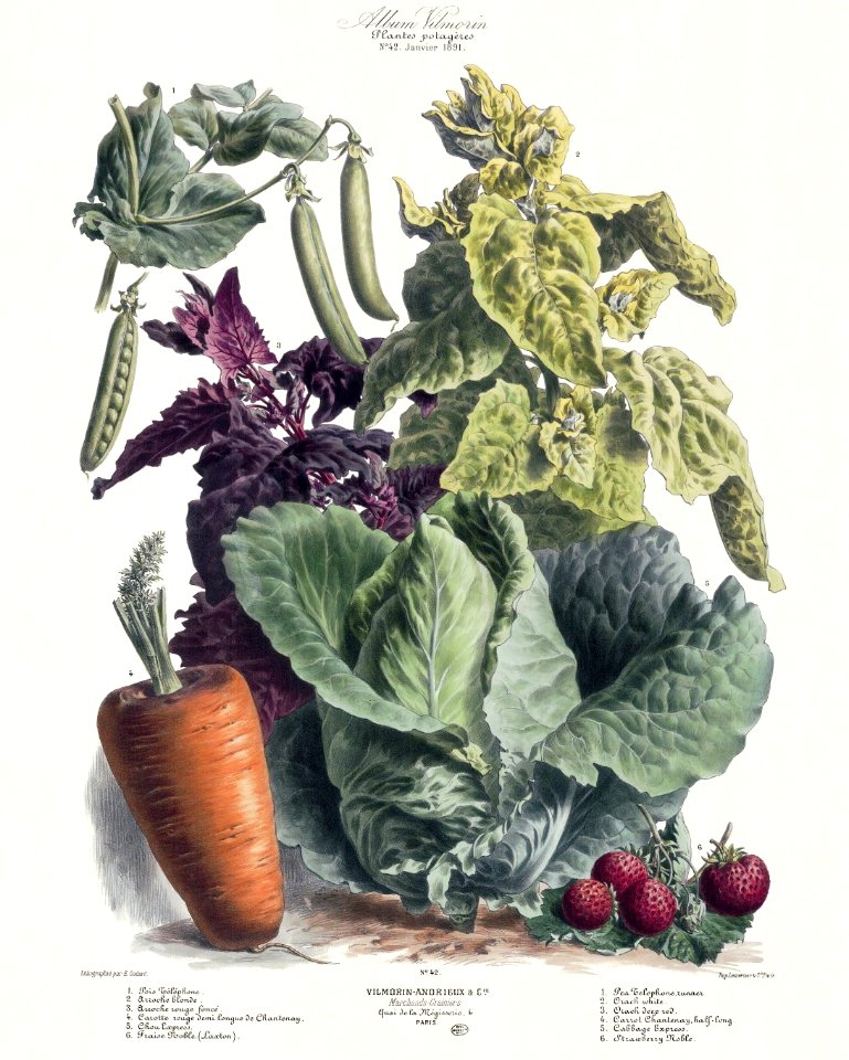 Vegetables - Carrot, cabbage, peas, strawberry.