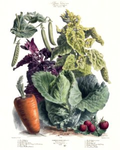 Vegetables - Carrot, cabbage, peas, strawberry.