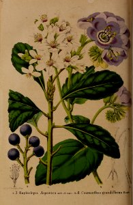 Rhaphiolepis japonica and Phacelia grandiflora [as Cosmanthus grandiflorus. La Belgique horticole, journal des jardins et des vergers, v.8 (1858)