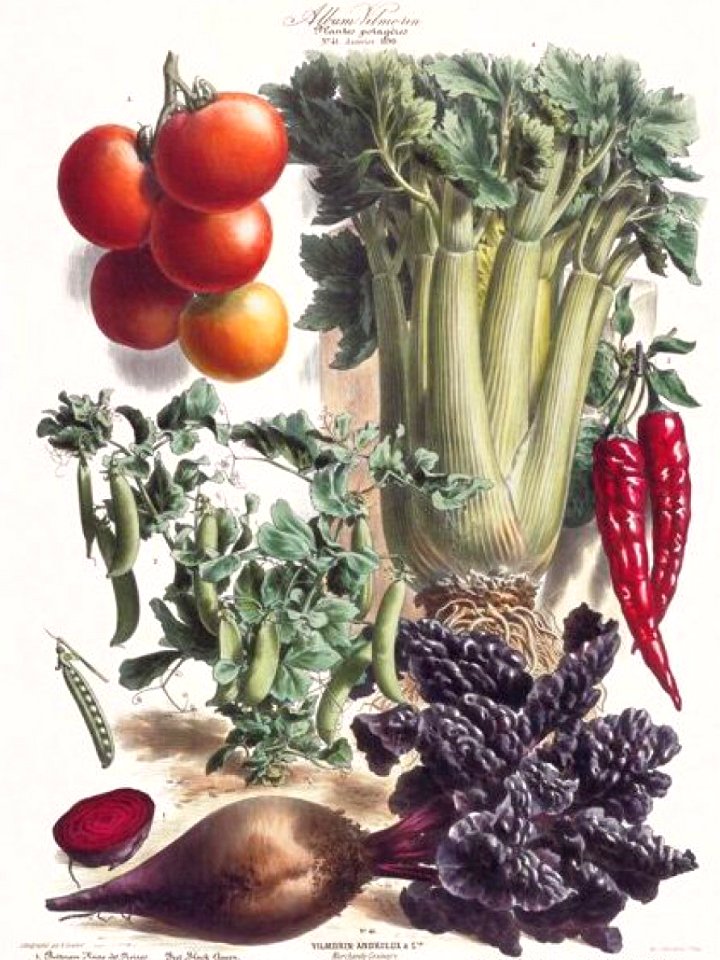 Vegetables - beet peas tomato peppers