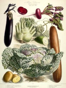 vilmorin cabbage eggplant beet