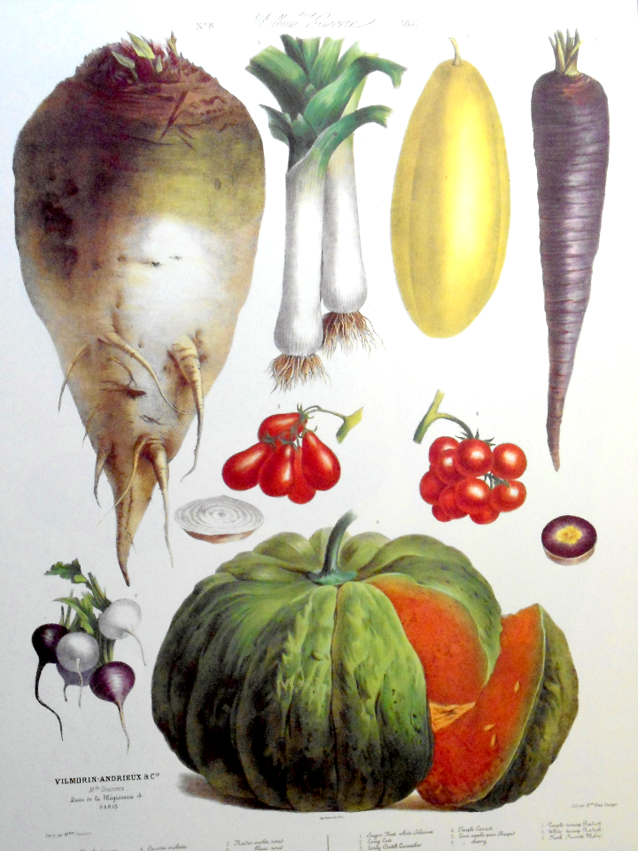 Cantaloupe, radish, tomatoes, carrot.