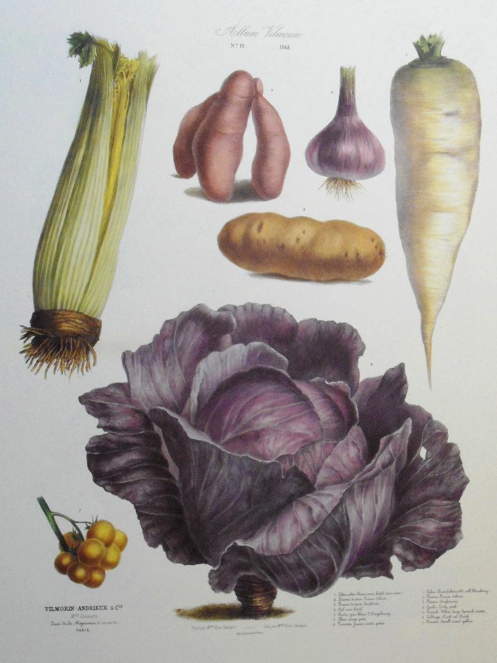 vegetables