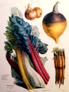 Swiss Chard, Vegetable Oyster (salsify), Turnip, and Onion.. Free illustration for personal and commercial use.