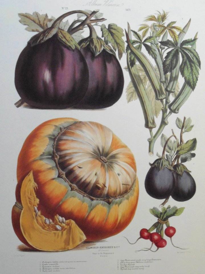 Vegetables. Album Vilmorin. Le Jardin Potager / The Vegetable Garden (1871)