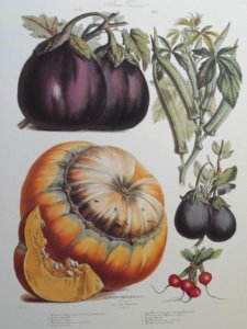 Vegetables. Album Vilmorin. Le Jardin Potager / The Vegetable Garden (1871)