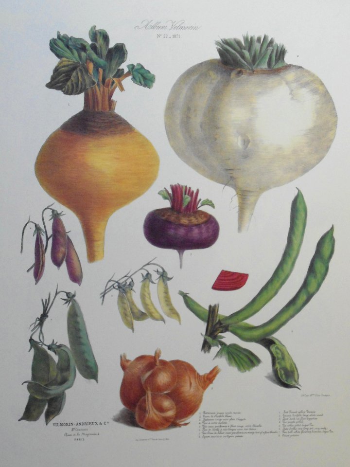 Album Vilmorin. The vegetable garden (1850-1895)