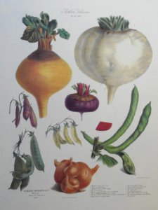 Album Vilmorin. The vegetable garden (1850-1895)