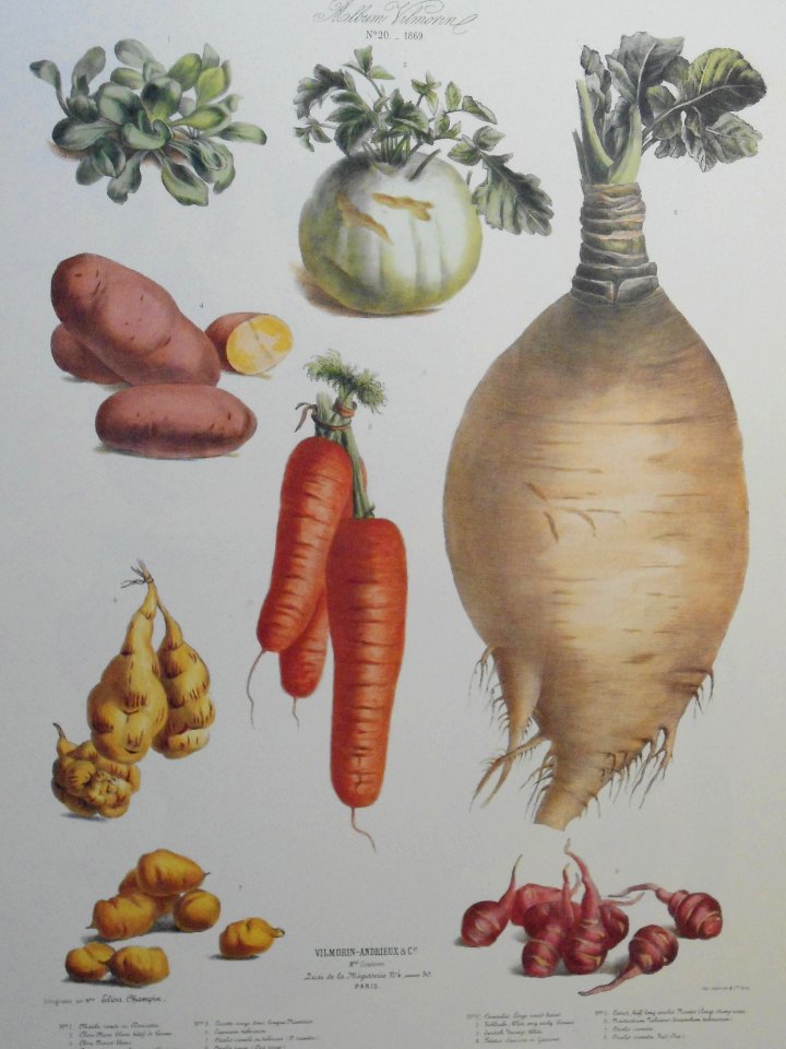 vegetables