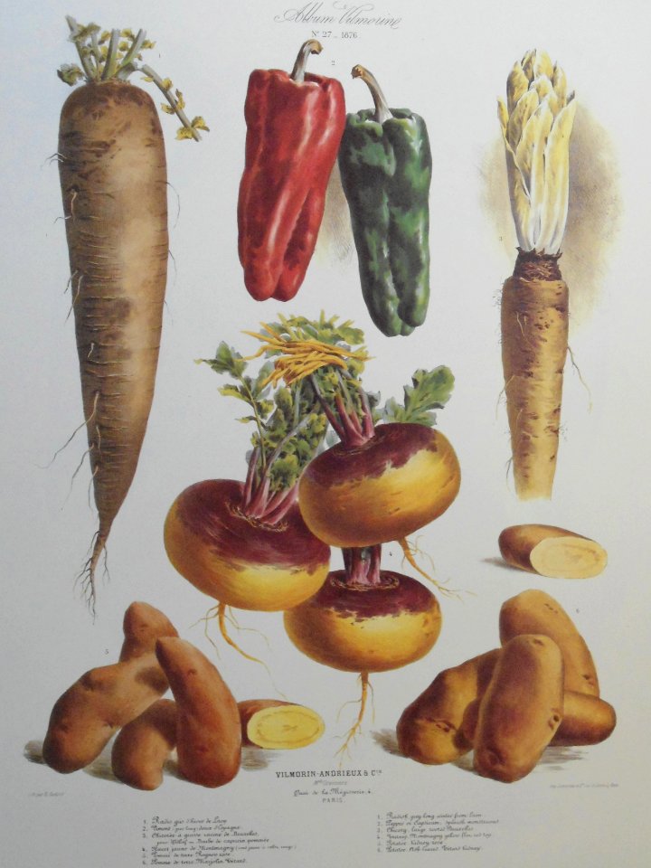 Album Vilmorin. Le Jardin Potager / The Vegetable Garden (1876)