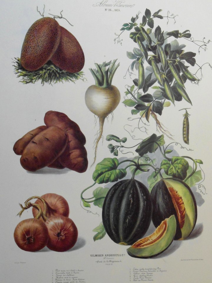Album Vilmorin. Le Jardin Potager / The Vegetable Garden (1875)