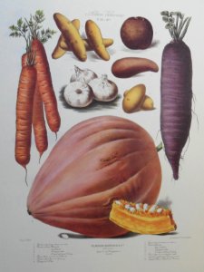 Album Vilmorin. Le Jardin Potager / The Vegetable Garden (1877)