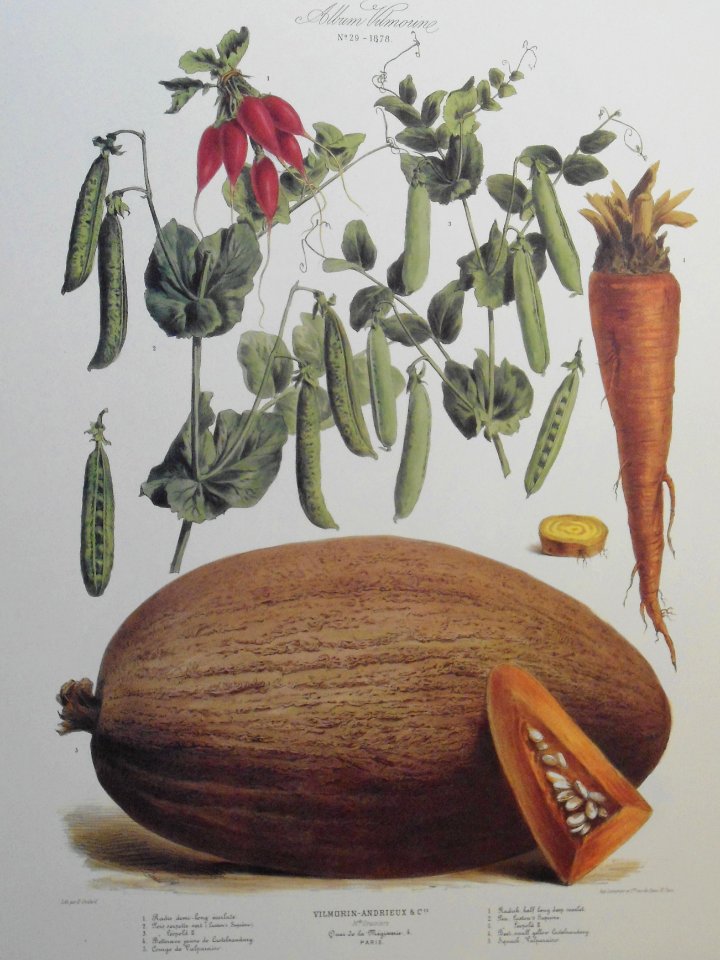 Album Vilmorin. Le Jardin Potager / The Vegetable Garden (1878)