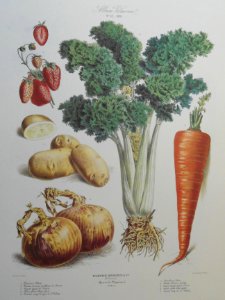 Album Vilmorin. Le Jardin Potager / The Vegetable Garden (1881)