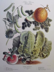 Album Vilmorin. Le Jardin Potager / The Vegetable Garden (1884)