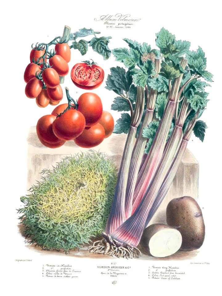 Vegetables - tomatoes