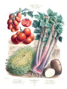 Vegetables - tomatoes. Free illustration for personal and commercial use.