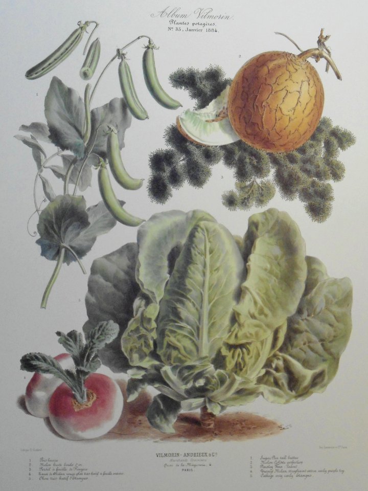 Album Vilmorin. Le Jardin Potager / The Vegetable Garden (1884)