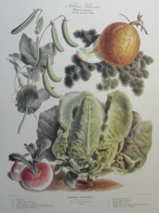 Album Vilmorin. Le Jardin Potager / The Vegetable Garden (1884)