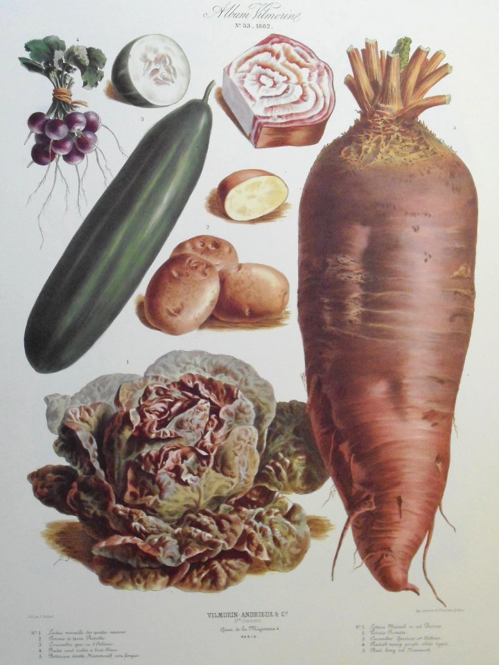 Album Vilmorin. Le Jardin Potager / The Vegetable Garden (1882) - Free ...