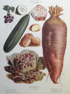 Album Vilmorin. Le Jardin Potager / The Vegetable Garden (1882)