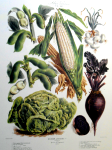 Album Vilmorin. Le Jardin Potager / The Vegetable Garden (1880)