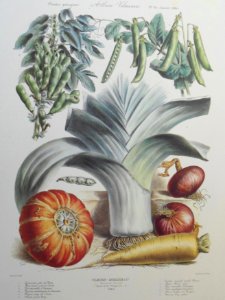 Album Vilmorin. Le Jardin Potager / The Vegetable Garden (1883)