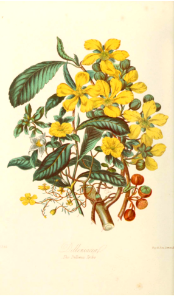 Dilleniaceae. Illustrations of the Natural Orders of Plants v.1, Elizabeth Twining (1868)
