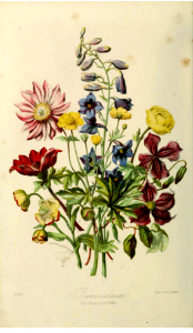 Ranunculaceae, 'crowfoot tribe,' buttercup family.