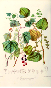 Menispermaceae. The moon seed tribe. Illustrations of the Natural Orders of Plants v.1, Elizabeth Twining (1868)