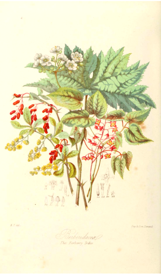 Illustrations of the Natural Orders of Plants v.1, Elizabeth Twining (1868)