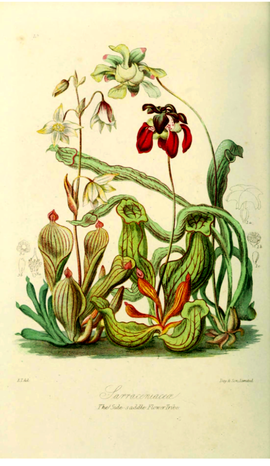The side-saddle-flower tribe. Sarraceniaceae.