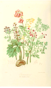 The Fumitory Tribe. Illustrations of the Natural Orders of Plants v.1, Elizabeth Twining (1868)