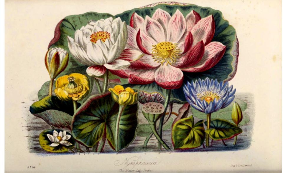 Nymphaeaceae. The Water Lily Tribe. Illustrations of the Natural Orders of Plants volume 1, Elizabeth Twining (1868)